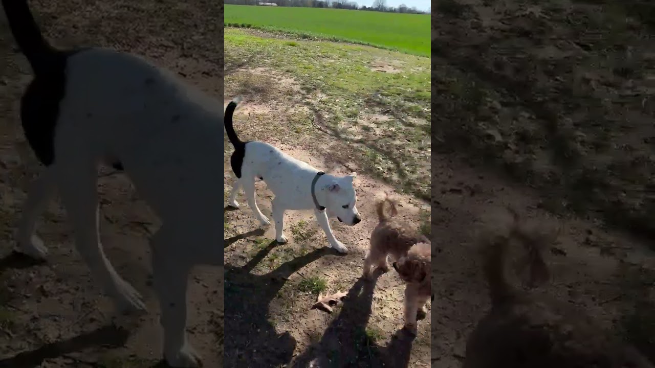 Enlarge Alfie , a ADOPTABLE mixed breed in Fishkill , NY video 2/6