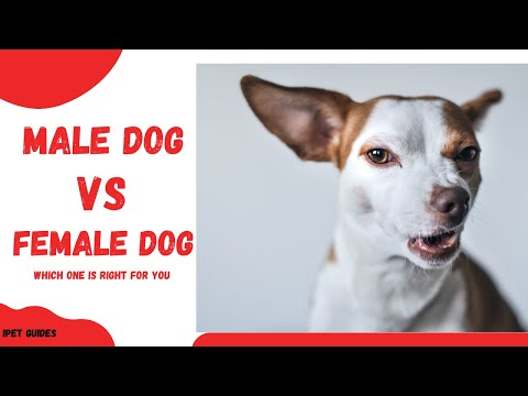Male vs Female Dog: Which one is right for you?