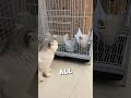 This Cat Thought She Lost Her Ferret Friend ️ Shorts