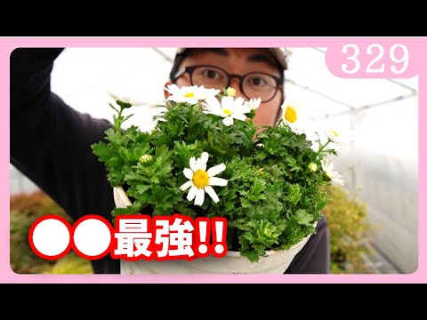 キサゲ ビニョノイデス