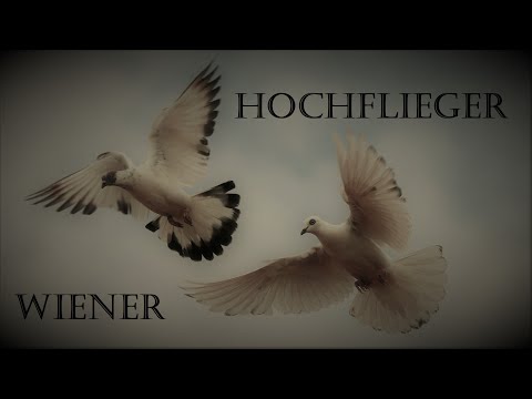 The beauty of Vienna Highflyer Pigeons  / Die Schönheit der Wiener Hochflug Tauben