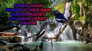 Download lagu TERAPI MASTERAN KACER PEMULIHAN KACER STRES | KACER MACET DIJAMIN CEPAT GACOR mp3