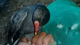 Download lagu Suara Burung Peruk/EmpitManual Jantan dan Betina 👍👍👍 mp3 Download lagu Suara Burung Peruk/EmpitManual Jantan dan Betina 👍👍👍 mp3