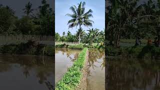 Download lagu Pohon Kelapa Tetangga Dipotong Karena Tersambar Petir mp3