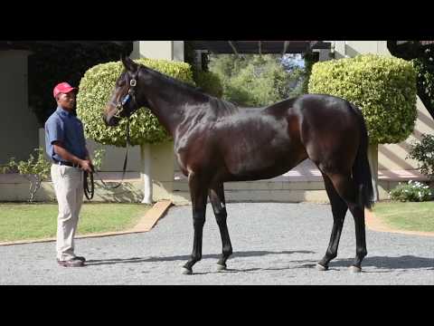 Brightandbeautidul - Gimmethegreenlight(AUS) x Carienda(AUS) - filly