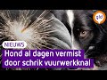 Hond Mave vermist na vuurwerk: 'Pure dierenmishandeling'
