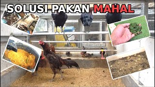 Download lagu 7 Pakan Alternatif untuk Ternak Ayam Kampung mp3