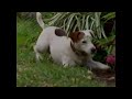 Wishbone WMVS Promo 2000