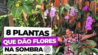 8 PLANTAS QUE FLORESCEM NA SOMBRA! FÁCEIS DE CULTIVAR E COM FLORES | DICAS DE REGA E ADUBAÇÃO