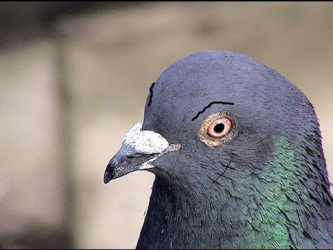 Salty Snail - Thug Pigeons