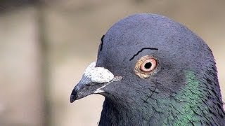 Salty Snail - Thug Pigeons