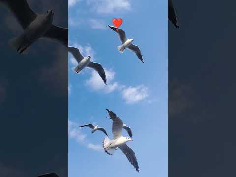 Arabian Sea #cutebaby #krishika #viralvideo #trending #shorts