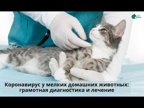 , title : '🦠 «Коронавирус у мелких домашних животных: грамотная диагностика и лечение».'
