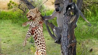 Monkey Are Too Intelligent! Leopard Failed Miserably When Confronting The Wisest Monkey In The World