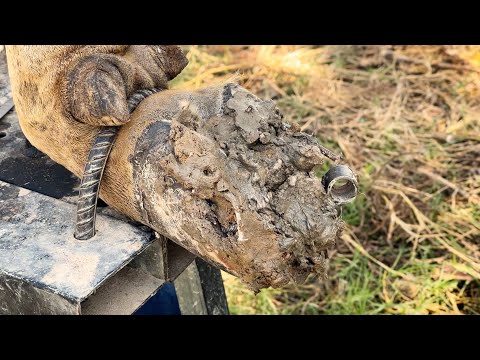 74!! Giving this farm animal the care it deserves, cleaning hooves to help it walk and move better