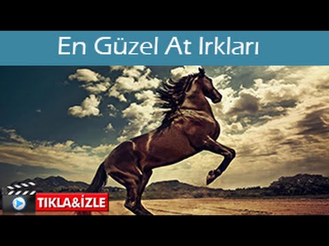 , title : 'En Güzel 10 At Irkı (The 10 Most Beautiful And Rare Horses In The World)'