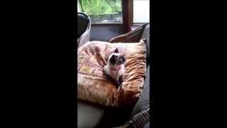 The LoveCat♥﻿ ♥﻿ ♥