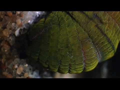 Annelids - Abarenicola, Burrowing Worm