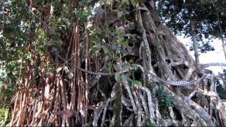 preview picture of video 'HUGE Avatar like Sacred Banyan Tree 73m (229ft) Circumference - Munduk Bali Indonesia'