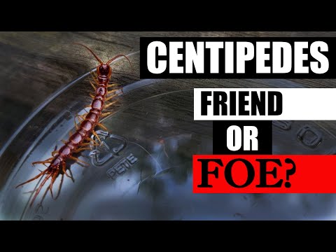 Why Raised Garden Beds Are Better