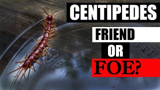 Centipedes Friend Or Foe? - Garden Quickie Episode 78