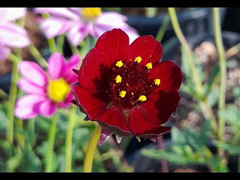 Flower with a chocolate scent?! Surreal! - Chocolate cosmos (Cosmos atrosanguineus) [4K]