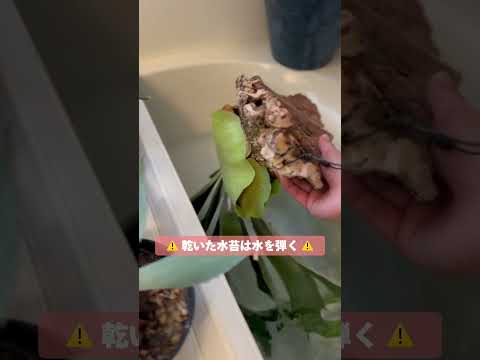 植物に水をやるのに白酢を使用できますか?はい、いいえ  庭園