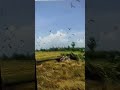 Ilayaraja Bgm