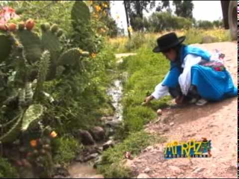 SILA ILLANES - NEGRITA SAMBITA - ARPA Y VIOLIN