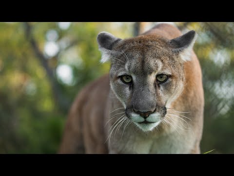 Stalked By a Florida Panther