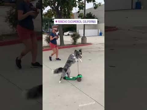 Un Throwback de la Supra dándolo todo en California con sus Scooter