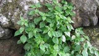 Joan Manuel Serrat - Romancillo de mayo