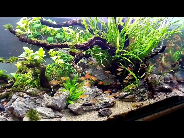 nature aquascape  #indoaquascape aquascape