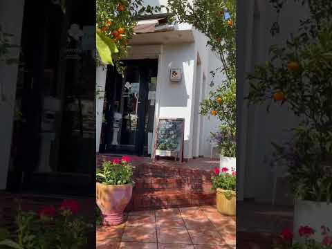 完全な太陽のプランターの百日草 2023