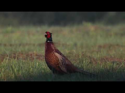 Bażant (Phasianus colchicus) samiec - pheasant