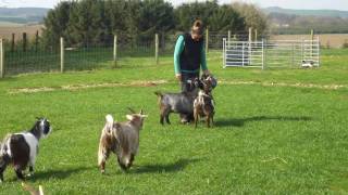 preview picture of video 'Pygmy goats do anything for 'crunchies''