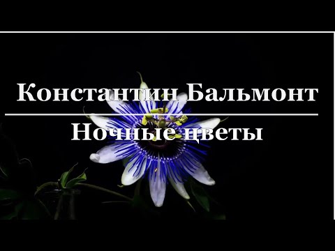 Константин Бальмонт - Ночные цветы
