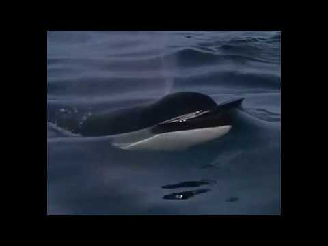 R.I.P. - Keiko. Free Willy (1976-2003)