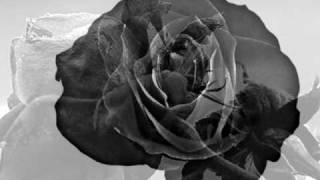 BLACK   &quot;Everything&#39;s Coming Up Roses&quot;