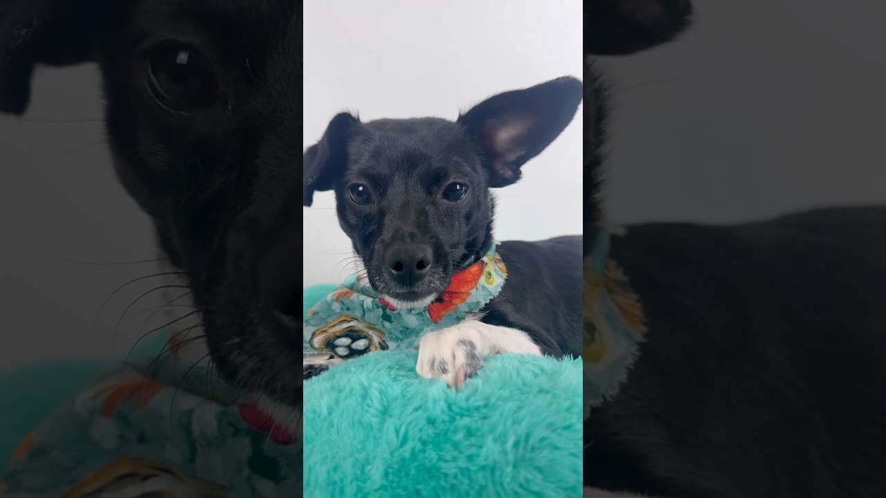 Enlarge Robin, a Adoptable mixed breed in PHOENIX, AZ video 2/5