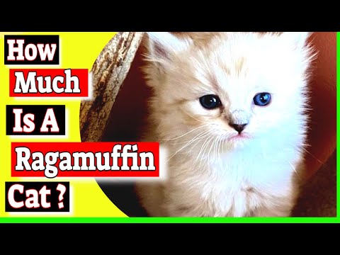 How much is a Ragamuffin cat? Do ragamuffin cats shed a lot?