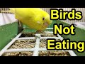 New Budgie Behavior Not Moving Or Eating But Why