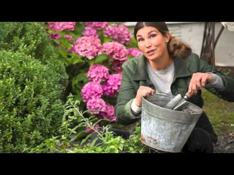 Tulpanlökar , plantera tulpaner , sätta tulpanlökar -så här planterar du vårlökar på bästa sätt!