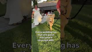 Every wedding has that one guest everyone is obsessed with.
