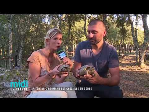 Au Village des Tortues, la tortue d'Hermann a trouvé un havre de paix