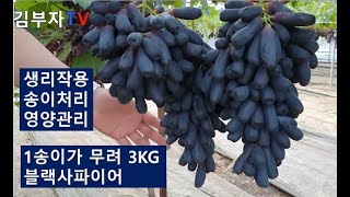 블랙사파이어 갱신고민하시는분이 꼭 보셔야할 영상입니다. 비배관리 당도관리 송이관리등 블랙사파이어 재배를 고민…