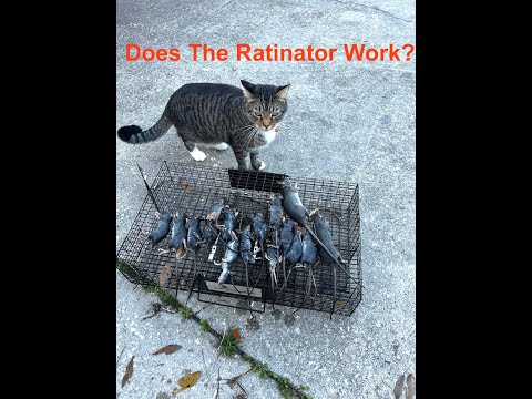 Catching Squirrels with the Squirrelinator  | These California Ground Squirrels Have to Go!