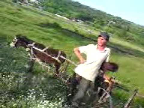 Vedete la margine de drum