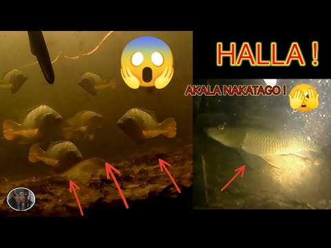 GRABE! AKALA NAKATAGO PERO !.....SPEARFISHING/ PAGPAPANA