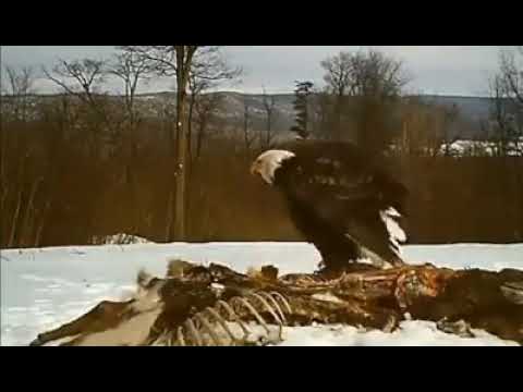 Aguila Real vs Aguila Calva